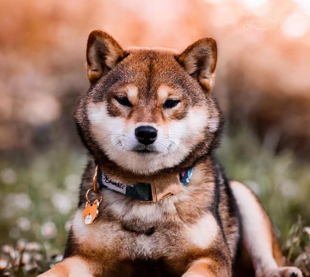 柴犬的优点和缺点，柴犬有什么缺点和不好的