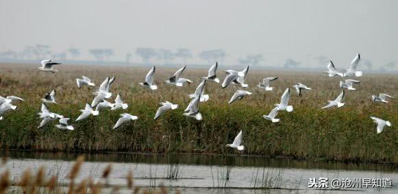 沧州有什么可以游玩的景点，沧州最新最全旅游攻略