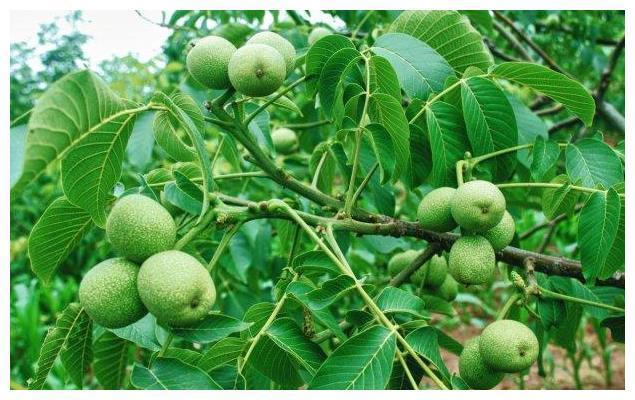 青核桃皮有什么作用与功效，青核桃皮的功效与作用