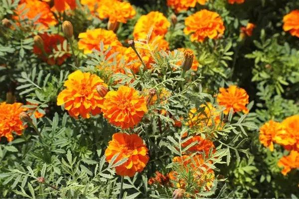 如意湖湿地公园游玩攻略，左中休闲好去处