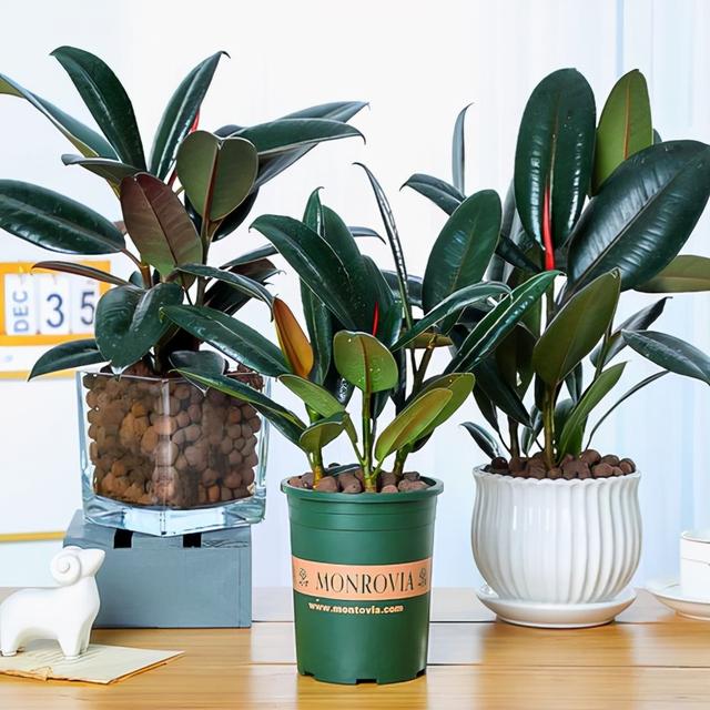 最适合家庭净化空气的花，17种公认的养人花