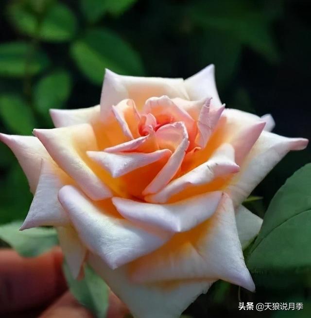 颜值高花期长的月季，七种优秀盆栽月季