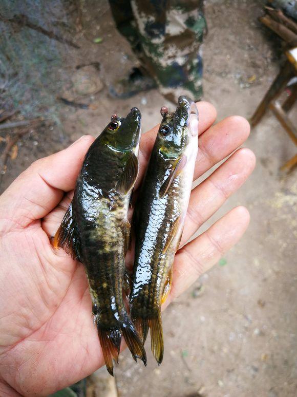 观赏鱼可爱又好看的是什么鱼，原来金波子才是最受欢迎观的赏鱼