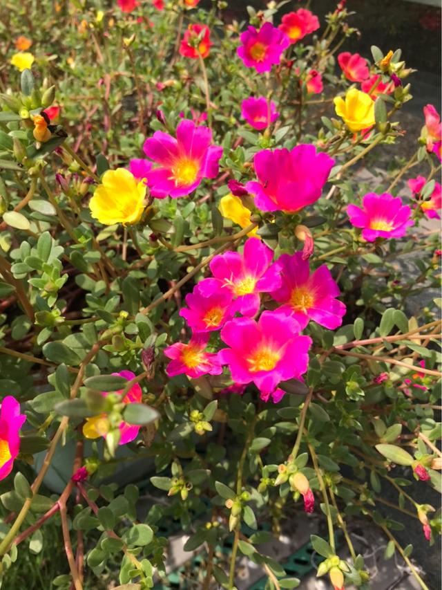 玛格丽特的春天，春天什么花爆盆好养