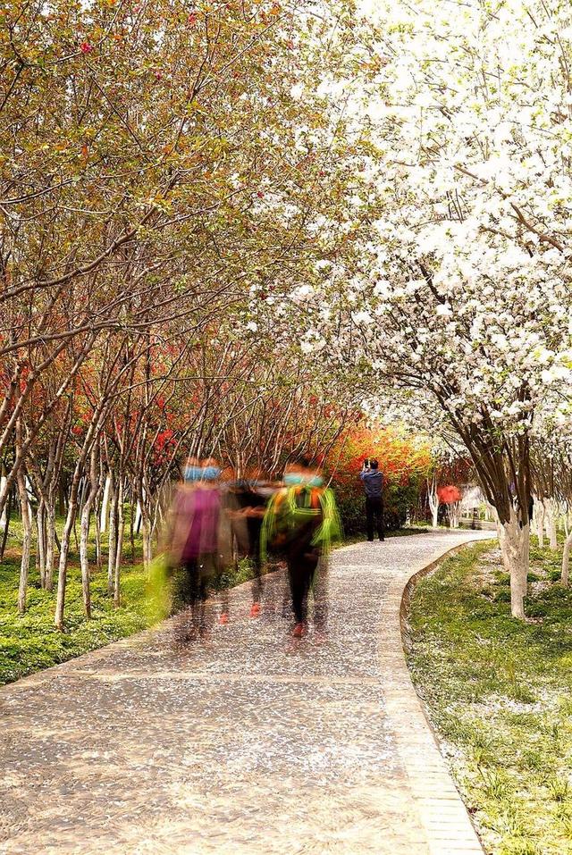 洛阳樱花道旅游攻略，樱花大道游人流连忘返
