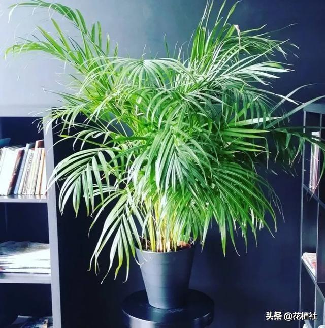 适合家里养的绿植，最好养的家中绿植（6种旺家的绿植优选）