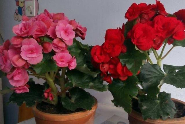 一年四季开花的海棠花，开花小巧花香足