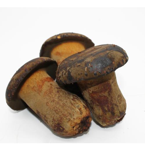 常见的十种食用菌，分享几种可以食用的菌