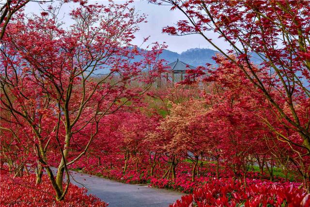 南湖多彩植物园，这个季节重庆哪些地方旅游最适合（邀你来看“漫山红”）