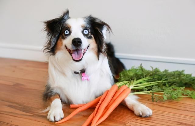 狗狗喜欢吃什么，狗狗爱吃什么食物对身体好（狗狗超爱吃的6种食物）
