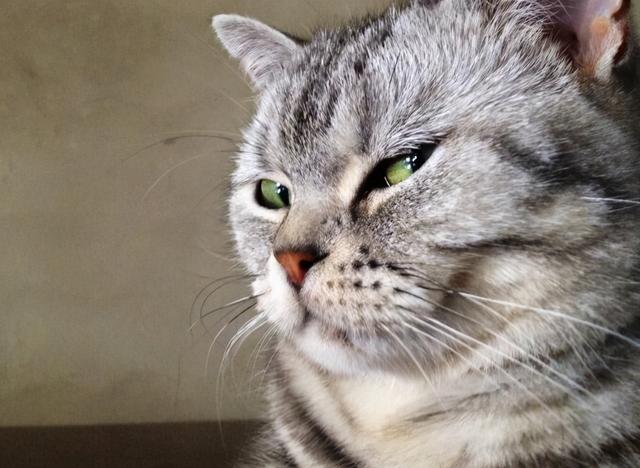 猫的五种性格，你知道猫咪也能大致被分为五种类型吗