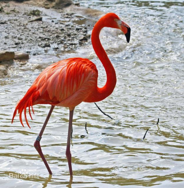 各国国鸟有哪些，世界各国国鸟大全