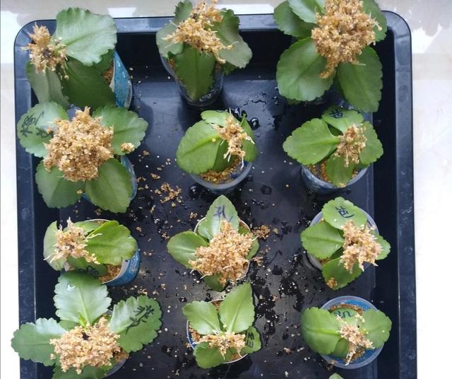 养长寿花的四大特点，养长寿花十年总结6点经验