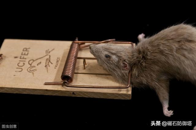 有关鼠的各种知识，鼠道难四只鼠的自述