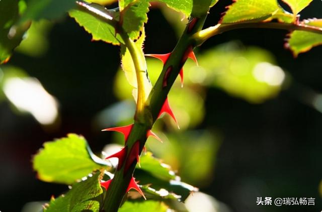 送花有什么讲究，女性朋友送花有什么讲究（寓意太好更要小心）