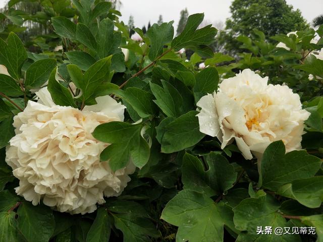 洛阳看牡丹花最值得去的公园，洛阳赏牡丹哪个公园更美
