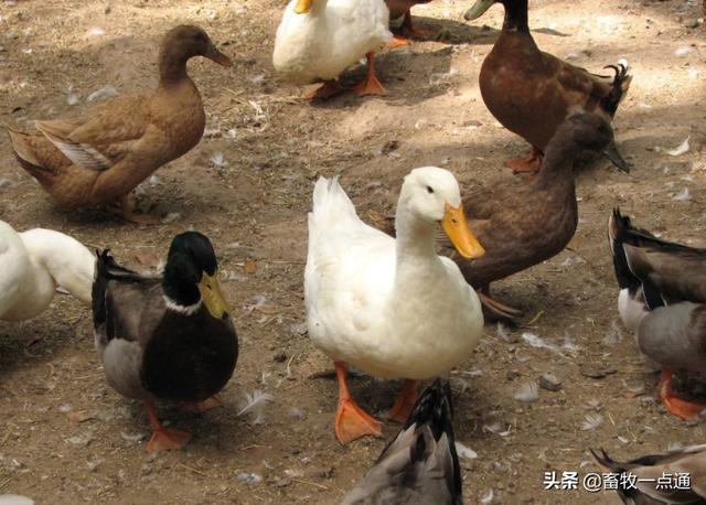 死胎蛋照射的图片，鸭蛋怎么孵化需要准备什么（浙江一母鸡竟生下这样的蛋……养鸡十几年第一次见）