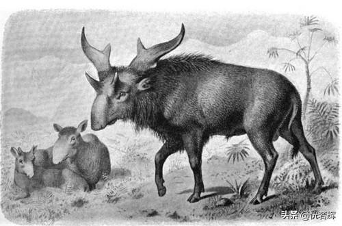 世界最大的淡水哺乳动物，这些动物有一个共同点