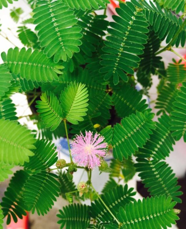 八种常见有毒花，这15种大毒花