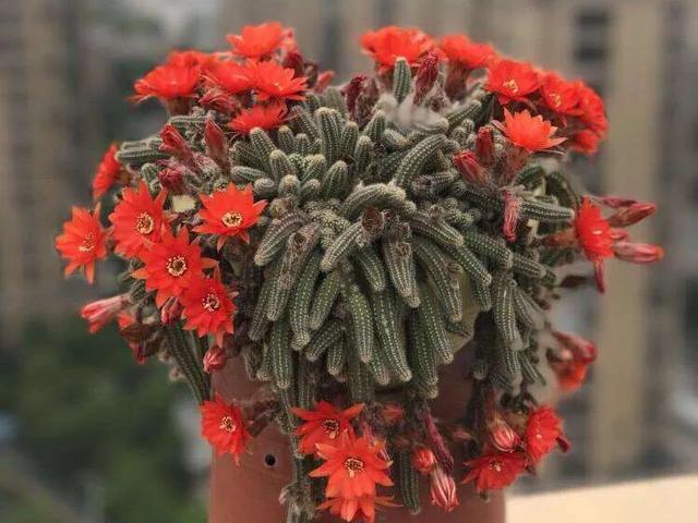 开花最好看的仙人球品种排名，仙人掌的花季来了