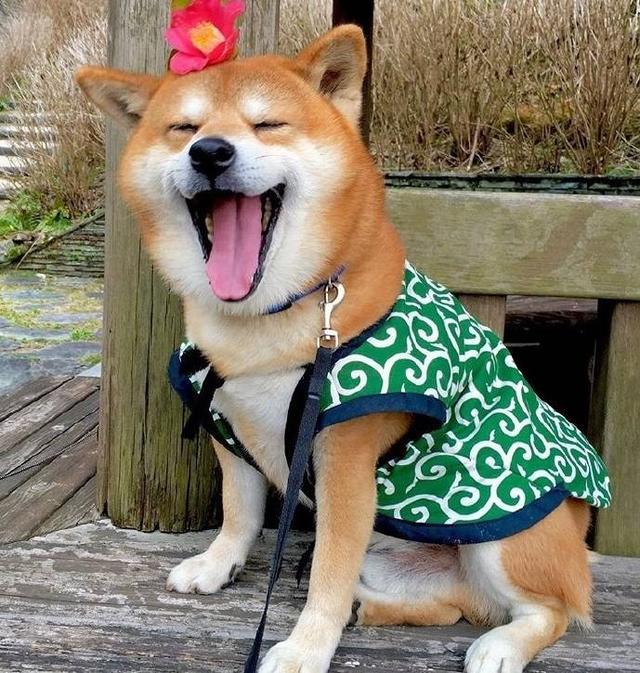 柴犬尴尬期后的表现，柴犬尴尬期鬼见愁