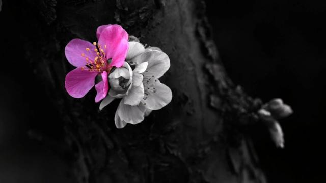 日本名人冈本，日本最扭曲的天才