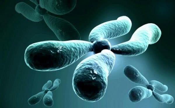 正常人类的染色体数量，科学家最新发现