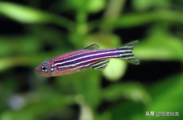 鱼和龟混养怎么喂食，掌握方法很重要鹭港相处没问题