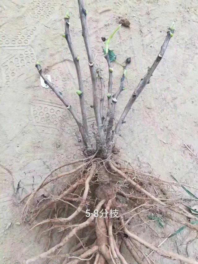 美丽的花中之王牡丹，被国人视为花中之王的牡丹品种