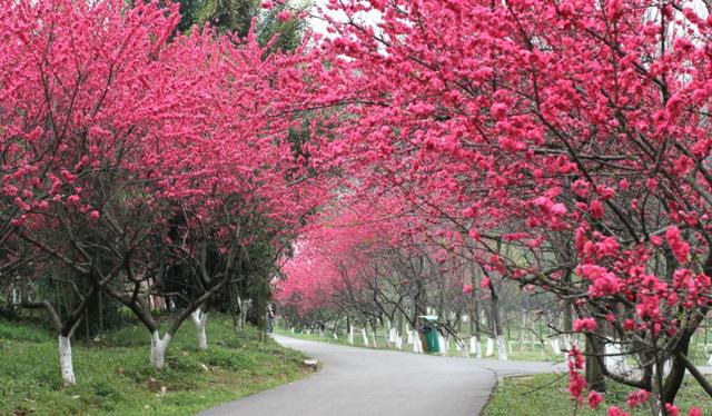 杏花桃花几月份开，2023北京赏花攻略