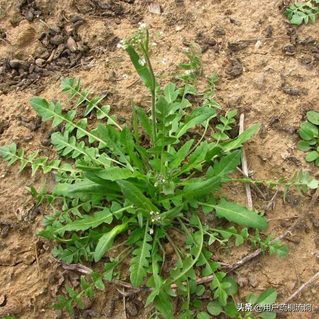 荠菜什么季节有，荠菜最好吃的季节（荠菜，经冬又迎春）