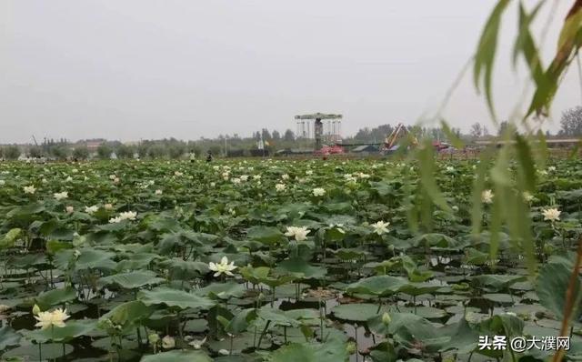 濮阳有什么好玩的景点，濮阳旅游景点推荐一下（行走河南·读懂中国丨不负好春光）