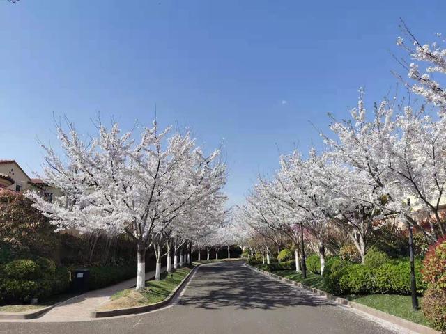 清明适合赏花的地方，纷纷春雨过后是最美人间四月天