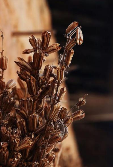 大寒是什么时候，一般什么时候开始的大寒（过了大寒就是年）