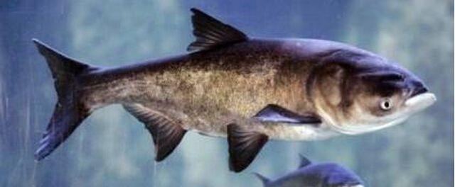 淡水鱼都有什么鱼，市场常见的淡水鱼有哪些