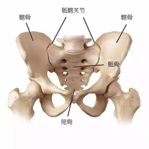 肥胖引起的骶髂关节炎(骶骨肥大有什么症状)