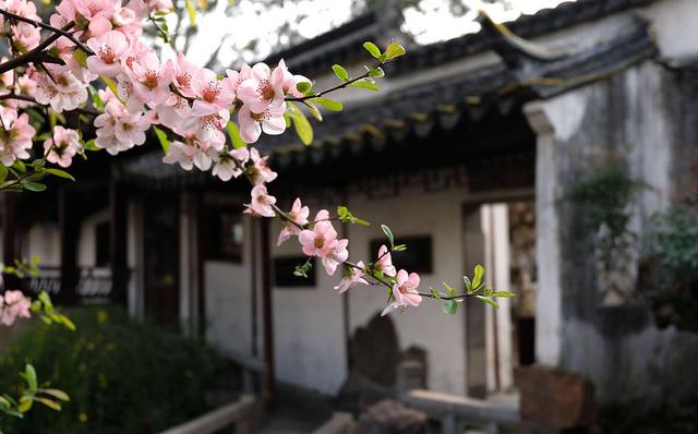 苏州旅游攻略精致的几个园林，最值得去逛的8个园子