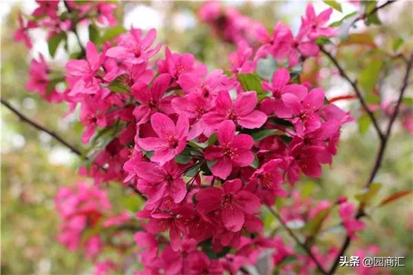 四季开花的海棠有哪些品种，这些品种不仅名字好听