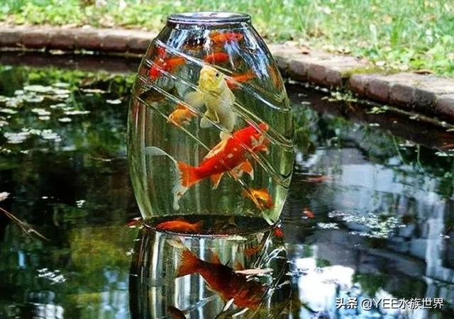 自制水循环鱼缸用，自制鱼缸水循环原理（巧用物理原理做鱼缸）