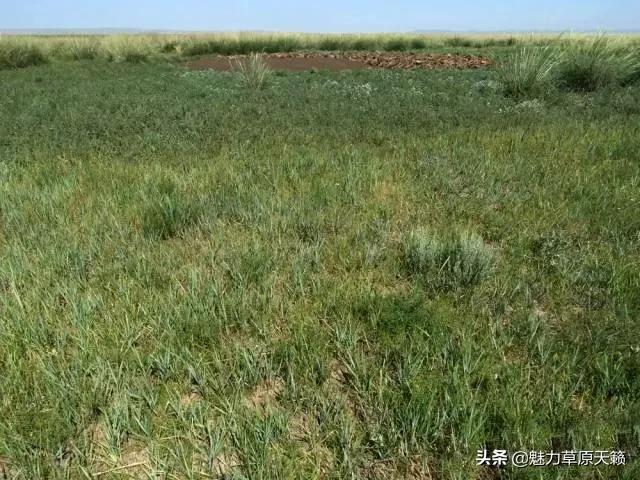 向草原奔跑揭秘蒙古族游牧文化，现已逐渐消失的走牧制度“敖特尔”