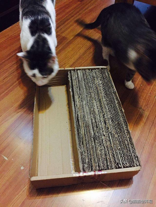 可以用自然的土做猫砂吗，5种方法自制猫砂