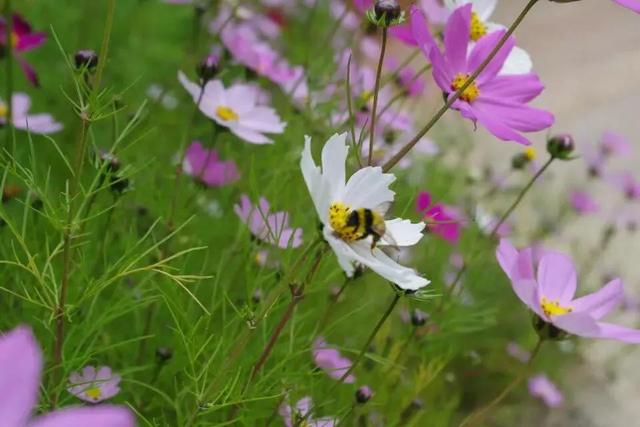 香格里拉松赞林寺，香格里拉的松赞林寺简介