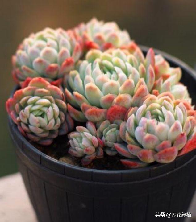 多肉换盆后需要注意哪些事项，多肉植物现在换盆正当时