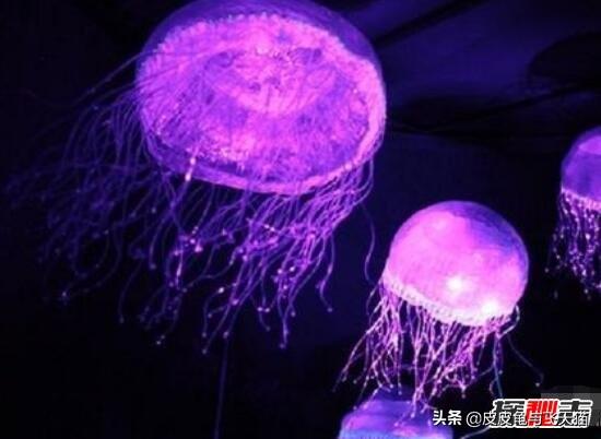 萤火虫能够发光的原理是什么，科学揭秘生物发光之谜