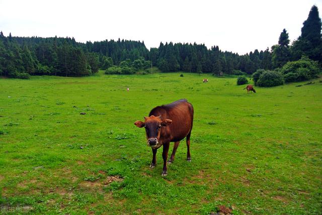重庆周边凉快的避暑打卡地两三天，重庆周边这⑧个避暑胜地只有25℃