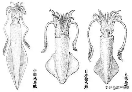 笔管蛸和鱿鱼的区别，硬核科普超详细解读笔管