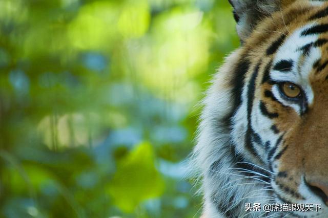 介绍一下老虎百兽之王，百兽之王是老虎还是狮子