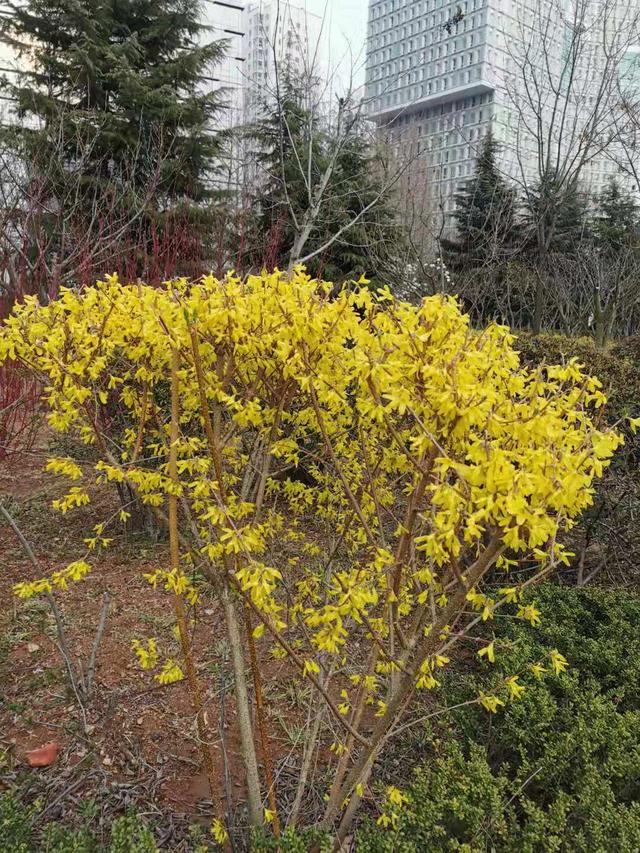 清明适合赏花的地方，纷纷春雨过后是最美人间四月天