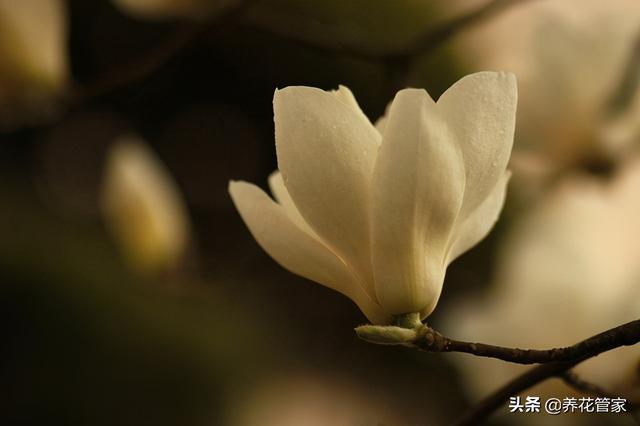 美丽漂亮的白玉兰，分享图片——最漂亮的玉兰花集