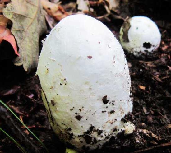 红色的有毒蘑菇有哪几种，颜色鲜艳的蘑菇就是有毒的吗